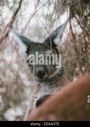 Ein wildes Känguru in Perth, Australien, das im Sommer unter einigen Bäumen ruht. Stockfoto