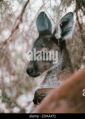 Ein wildes Känguru in Perth, Australien, das im Sommer unter einigen Bäumen ruht. Stockfoto