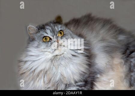 Grau, kawaii, niedlich, flauschig Scottish Highland Straight Langhaar Katze mit großen orangefarbenen Augen und langen Schnurrbart im Bett zu Hause. Stockfoto