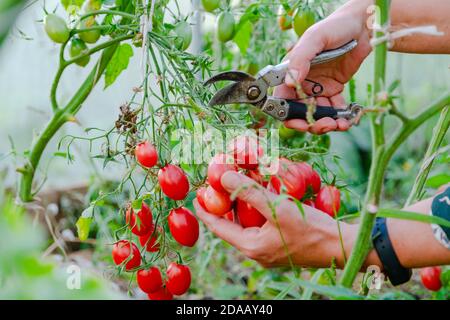 Nahaufnahme der Hände des Landwirts, die rote Tomaten im grünen Haus ernten. Gärtner pflücken reife Tomaten. Stockfoto