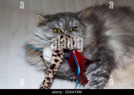 Grau, kawaii, niedlich, flauschig Scottish Highland Straight Langhaar Katze mit großen orangefarbenen Augen und langen Schnurrbart im Bett zu Hause. Stockfoto