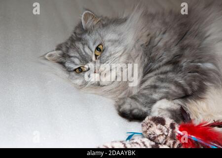 Grau, kawaii, niedlich, flauschig Scottish Highland Straight Langhaar Katze mit großen orangefarbenen Augen und langen Schnurrbart im Bett zu Hause. Stockfoto