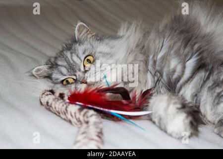 Grau, kawaii, niedlich, flauschig Scottish Highland Straight Langhaar Katze mit großen orangefarbenen Augen und langen Schnurrbart im Bett zu Hause. Stockfoto