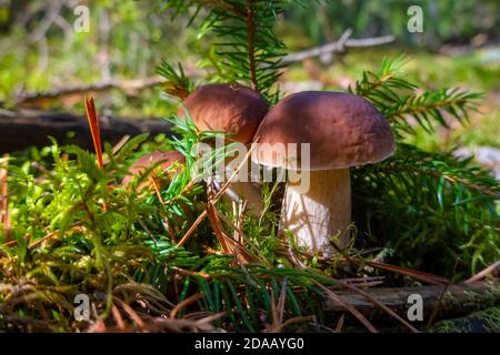 Boletus Edulis wächst im Moos im Wald. Saison der Pilzernte im Wald im Herbst. Niemand Stockfoto