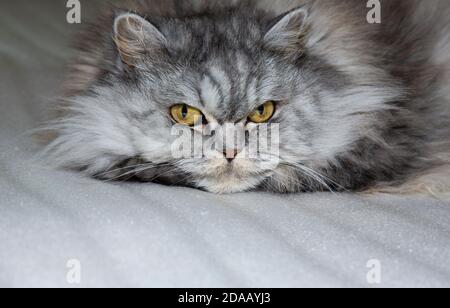 Grau, kawaii, niedlich, flauschig Scottish Highland Straight Langhaar Katze mit großen orangefarbenen Augen und langen Schnurrbart im Bett zu Hause. Stockfoto