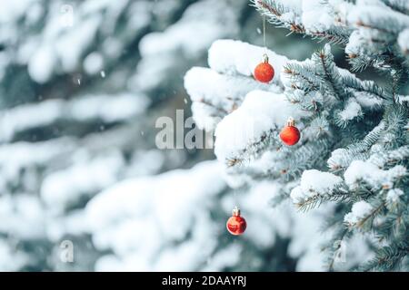 Rote Kugeln hängen an einem Zweig eines Weihnachtsbaums. Foto für Grußkarten. Weihnachtsstimmung. Weißer Schnee liegt auf den Zweigen eines Weihnachtsbaums Stockfoto