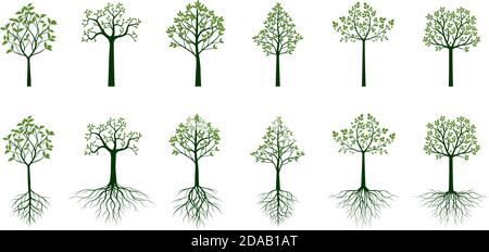 Grüne Bäume mit Wurzeln und Blättern. Vektorgrafik. Sammlung von Symbolen. Stock Vektor