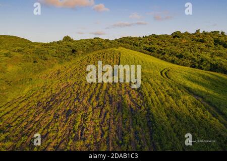 Landwirtschaft in Sainte-Anne auf Martinique Stockfoto