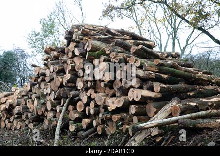 Titsey, Surrey, Großbritannien. November 2020. Entwaldung findet statt, Titsey, Surrey Credit: Keith Larby/Alamy Live News Stockfoto