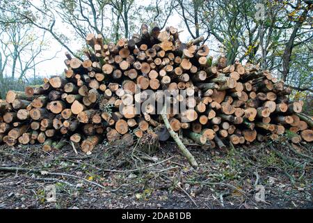 Titsey, Surrey, Großbritannien. November 2020. Entwaldung findet statt, Titsey, Surrey Credit: Keith Larby/Alamy Live News Stockfoto