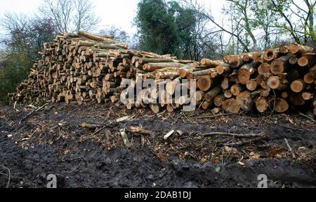 Titsey, Surrey, Großbritannien. November 2020. Entwaldung findet statt, Titsey, Surrey Credit: Keith Larby/Alamy Live News Stockfoto