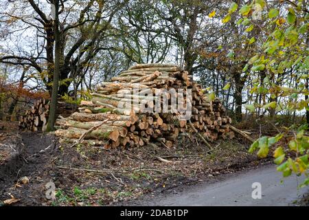 Titsey, Surrey, Großbritannien. November 2020. Entwaldung findet statt, Titsey, Surrey Credit: Keith Larby/Alamy Live News Stockfoto