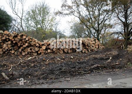 Titsey, Surrey, Großbritannien. November 2020. Entwaldung findet statt, Titsey, Surrey Credit: Keith Larby/Alamy Live News Stockfoto