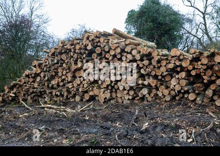 Titsey, Surrey, Großbritannien. November 2020. Entwaldung findet statt, Titsey, Surrey Credit: Keith Larby/Alamy Live News Stockfoto