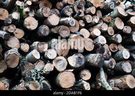 Titsey, Surrey, Großbritannien. November 2020. Entwaldung findet statt, Titsey, Surrey Credit: Keith Larby/Alamy Live News Stockfoto