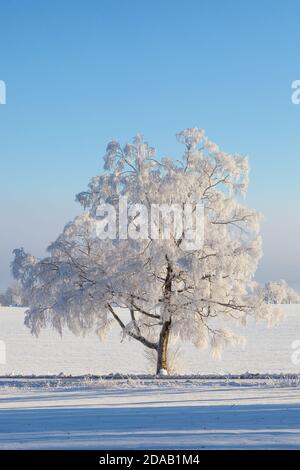 Einsamer Winterbaum auf dem Feld Stockfoto