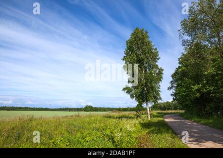 Grünes Feld, Feldweg und einsame Birke auf einem Hintergrund von blauem Himmel mit Wolken Stockfoto