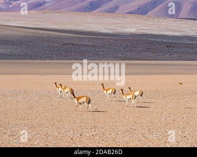 Vicuna at Uyuni en BolivieDie vicuña (Vicugna vicugna) ist eine Art südamerikanischer Säugetiere, die im Hochland der Anden lebt. Stockfoto