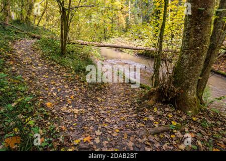 Fantastische Herbstwanderung entlang des Aachtobel zur Hohenbodman Beobachtung Turm in der Nähe des Bodensees Stockfoto
