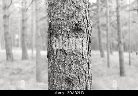 Schwarz-Weiß-Bild von Kiefern im Wald. Kiefernrinde. Natur Hintergrund Stockfoto