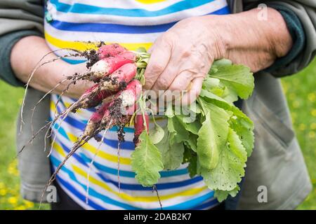 Die Ernte der Radieschen auf den Händen des Bauern. Frau Hände halten frisch Büschel Ernte. Radieschen wachsen. Gesunde Bio-Lebensmittel, Gemüse, Landwirtschaft, close U Stockfoto