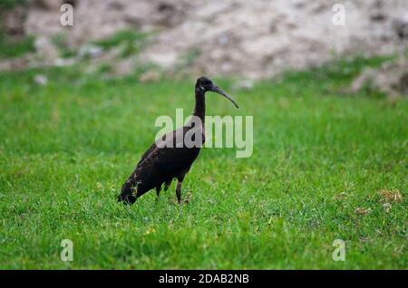 Rotnapp-Ibis Pseudibis papillosa Noida, Uttar Pradesh, Indien- 01. September 2019: Baby Rotnapp-Ibis auf der Suche nach Nahrung in einem Grasfeld in Noida. Stockfoto