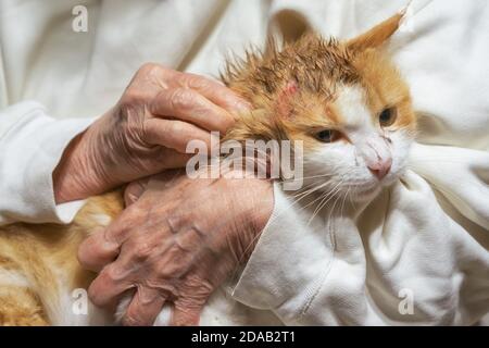 Verwundete Katze sitzt auf den Händen nach einem Kampf mit einem Hund mit Wunden auf dem Kopf. Stockfoto