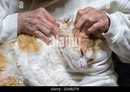 Unglücklich verwundete Katze nach einem Kampf mit einem Hund mit Wunden am Hals und über dem Auge sitzen in den Armen. Stockfoto