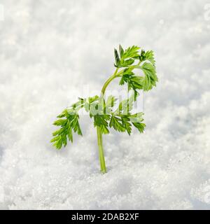 Grüne Pflanze wächst durch den Schnee Stockfoto