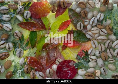 Hintergrund von grünen Kaffeebohnen und roten Blättern im Eis würfel mit Luftblasen Stockfoto