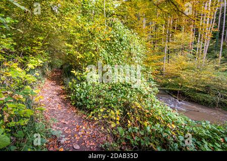Fantastische Herbstwanderung entlang des Aachtobel zur Hohenbodman Beobachtung Turm in der Nähe des Bodensees Stockfoto