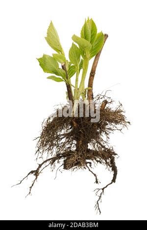 Baum mit Wurzeln und Blättern isoliert auf weißem Hintergrund. Junge Pflanzung bereit für die Pflanzung. Pflanzung von Grün Konzept. Gartenarbeit, Landwirtschaft. Stockfoto