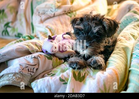 Miniatur Schnauzer Welpe im Bett mit Spielzeug liegen. Stockfoto