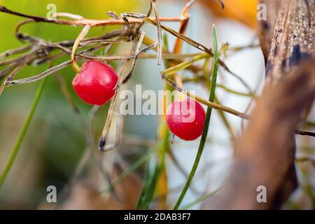 Rote und orangefarbene Beerensamen der Maiglöckchen Blüten selektiver Fokus mit welken Blättern im Spätherbst vorbei Unscharf verschwommener Wald Stockfoto