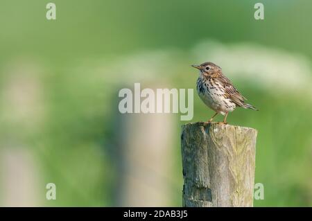 Eine Erwachsene Feldlerche (Alauda arvensis), die auf einem hölzernen Zaunpfosten auf der Wold Farm, Flamborough, East Yorkshire, thront. Juni. Stockfoto