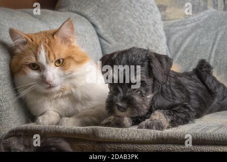 Katze und Welpe liegen zusammen auf einem Sofa. Stockfoto