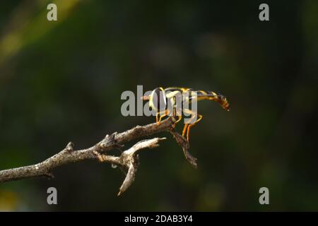 Nahaufnahme von Hoverfly. Stockfoto