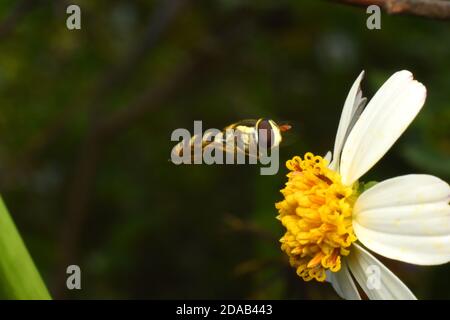 Nahaufnahme von Hoverfly. Stockfoto