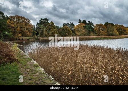 Schilfbett im Herbst bei Frensham kleinen Teichen Stockfoto