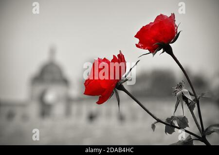 Rote Rosen für die Soldaten des großen Krieges (Tyne Cot - Belgien) Stockfoto
