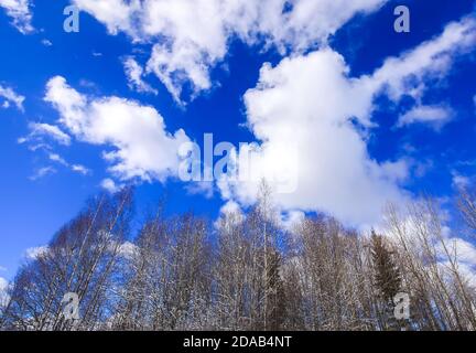 Spitzen der Waldbäume auf hellen bue Himmel Hintergrund mit Wolken. Stockfoto