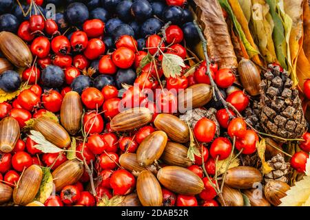 Herbst Herbst bunten Hintergrund. Vielfalt an Herbstfrüchten, Eicheln, Zapfen, Schlehen.Home frische saisonale Dekoration. Zeit der Waldernte. Natürlich rustikal Stockfoto