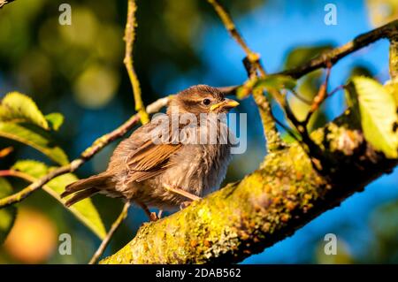 Ein Haussperling (Passer domesticus), der in einem Zierkirschenbaum in einem Garten in Thirsk, North Yorkshire, aufsteht. Juni. Stockfoto