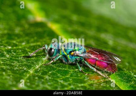 Eine Erwachsene Rubinwespe (Chrysis ignita) in Ruhe auf einem Blatt in einem Garten in Thirsk, North Yorkshire. Juni. Stockfoto