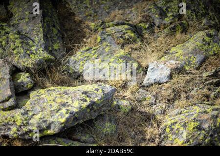 Tiefgelbe Flechten auf Granitfelsen. Pilze wachsen auf Bergfelsen. Sierra de Guadarrama, Madrid. Stockfoto