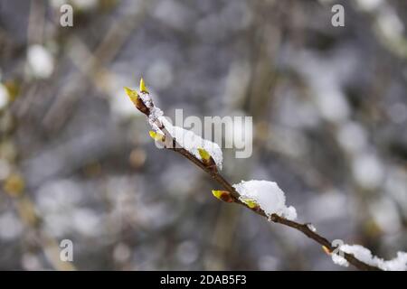 Schmelzender Schnee auf Waldbaumbästen mit grünen Knospen Sonniger Wintertag vor Frühlingsbeginn Stockfoto