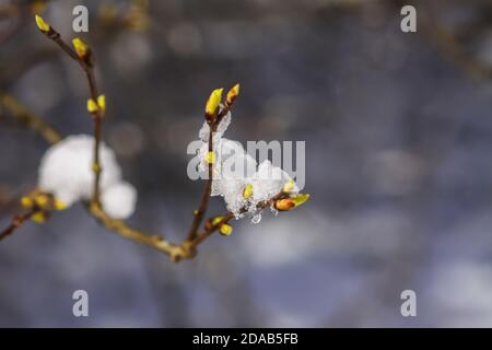 Schmelzender Schnee auf Waldbaumbästen mit grünen Knospen Sonniger Wintertag vor Frühlingsbeginn Stockfoto