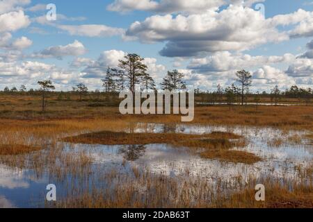 Moorlandschaft im Naturpark in Estland. Wolkiger Herbsttag. Stockfoto