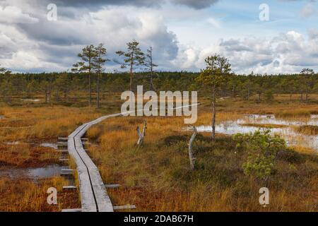 Moorlandschaft im Naturpark in Estland. Wolkiger Herbsttag. Stockfoto