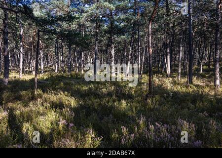 Wald in Mierzeja Sarbska Landschaftsschutzgebiet im Bereich der Spucken trennen See Sarbsko von der Ostsee, Polen Stockfoto